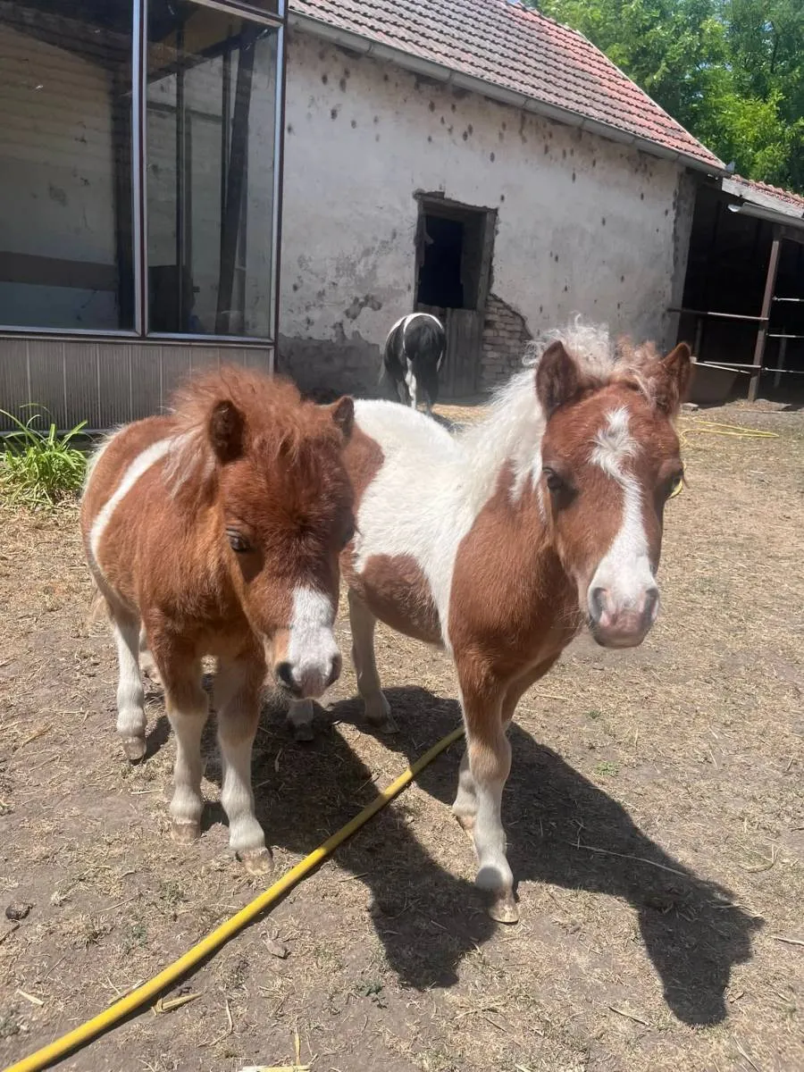 Ostalo na prodaju, Subotica (3)