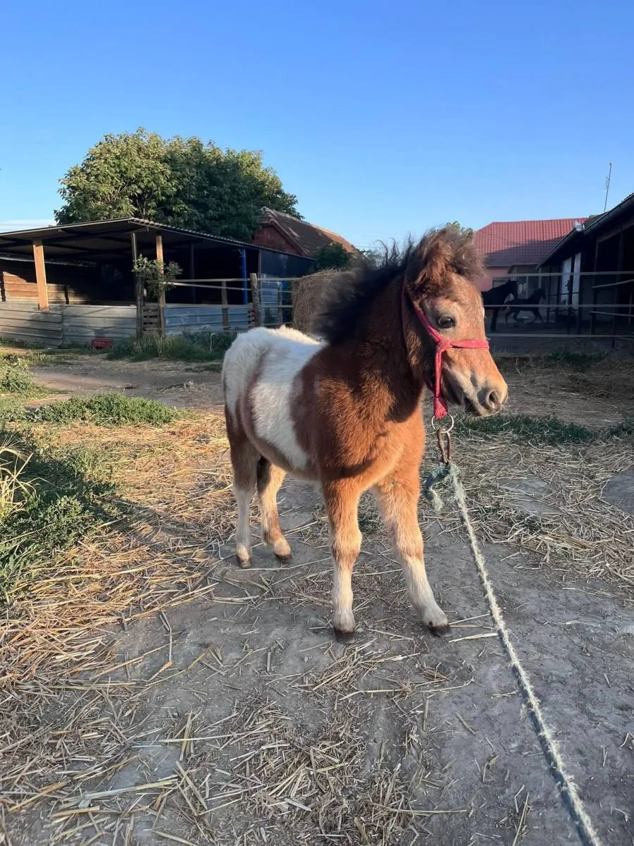 Ostalo na prodaju, Subotica (2)