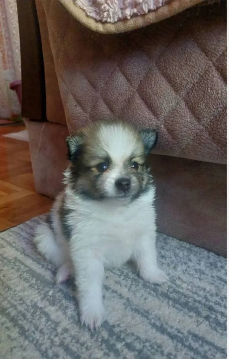 Nemački špic na prodaju, Pančevo