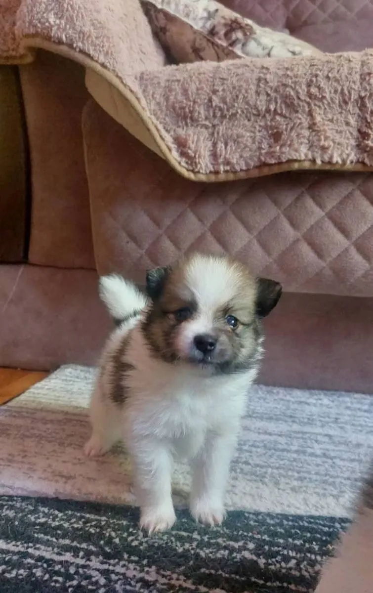 Nemački špic na prodaju, Pančevo (2)