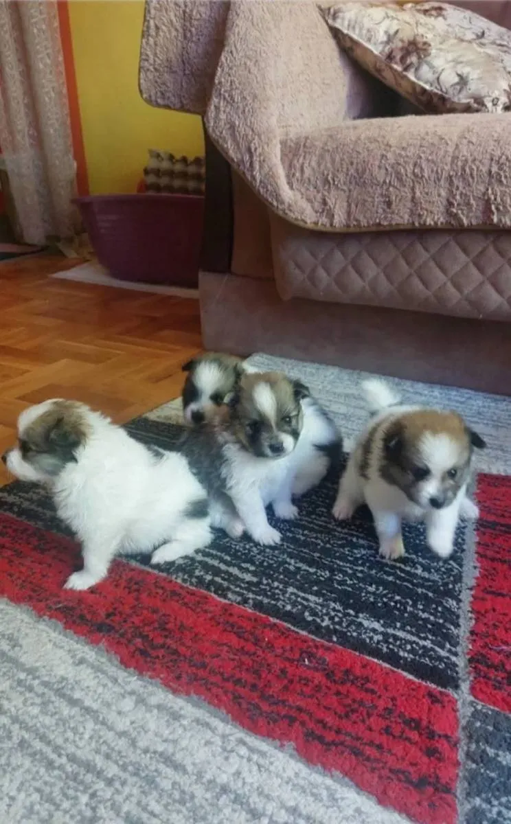 Nemački špic na prodaju, Pančevo (3)