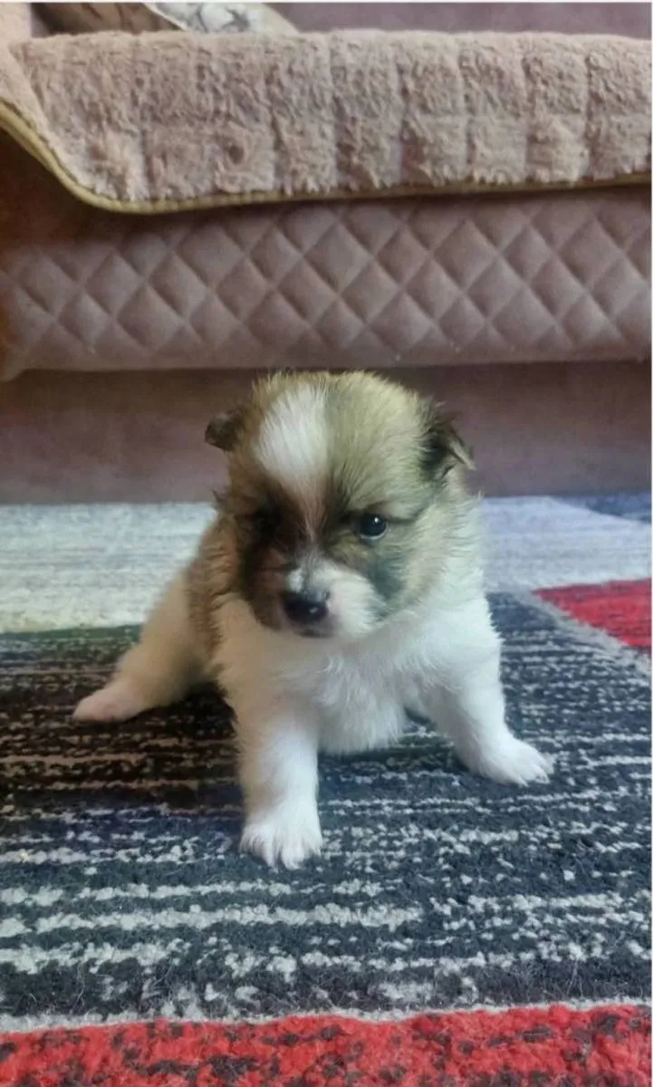 Nemački špic na prodaju, Pančevo (4)