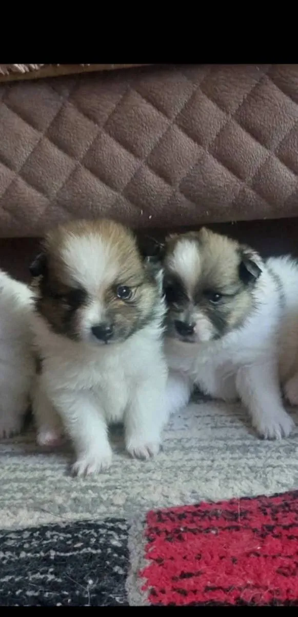 Nemački špic na prodaju, Pančevo (5)