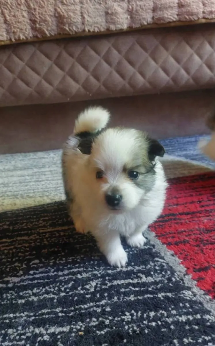 Nemački špic na prodaju, Pančevo (6)