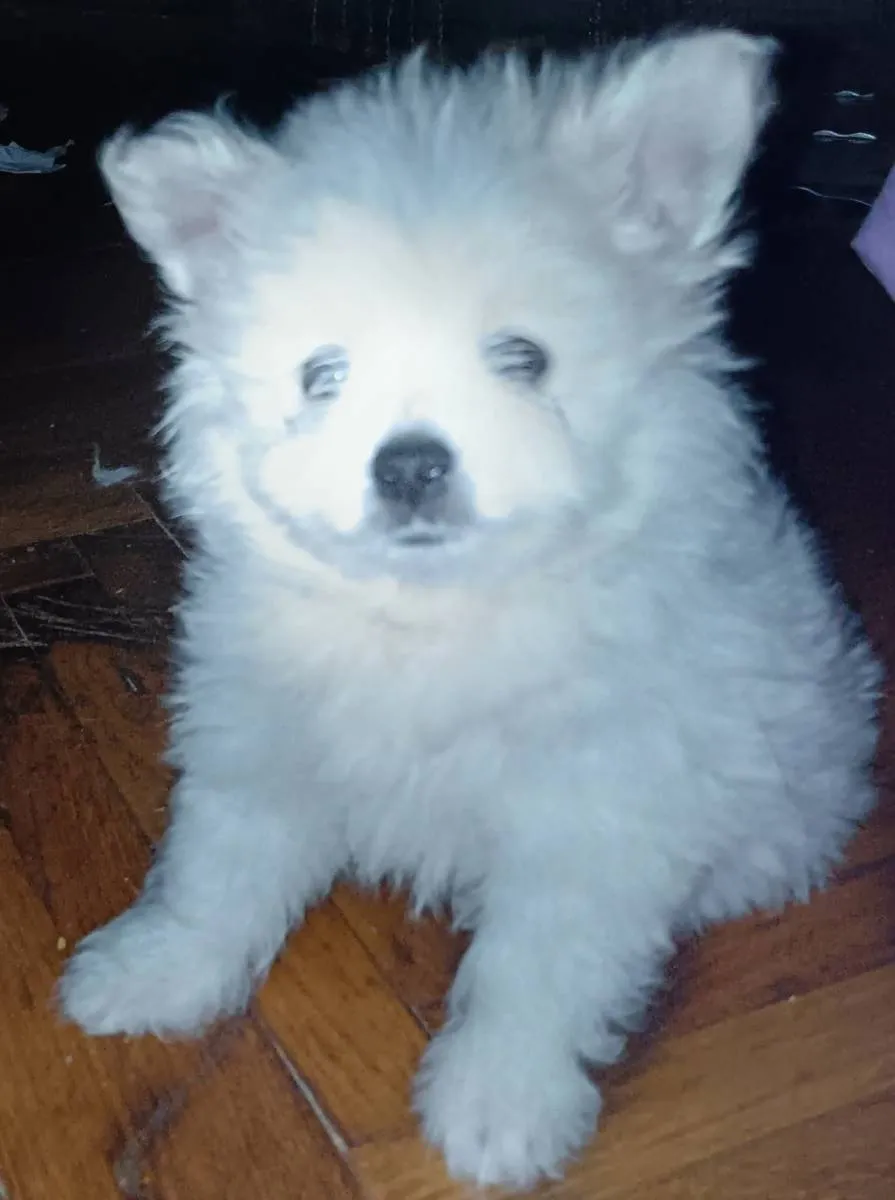 Nemački špic na prodaju, Pančevo (4)