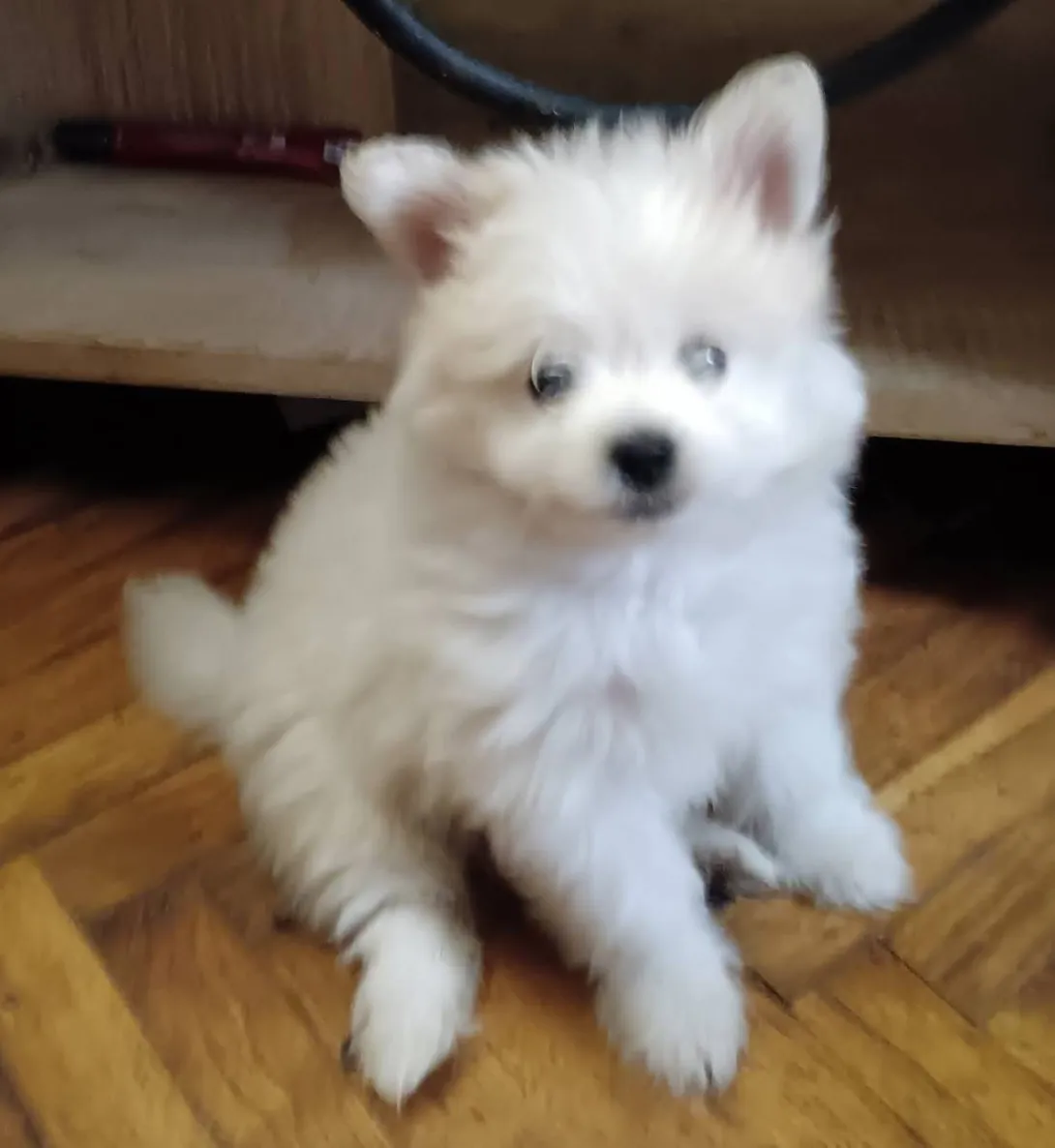 Nemački špic na prodaju, Pančevo