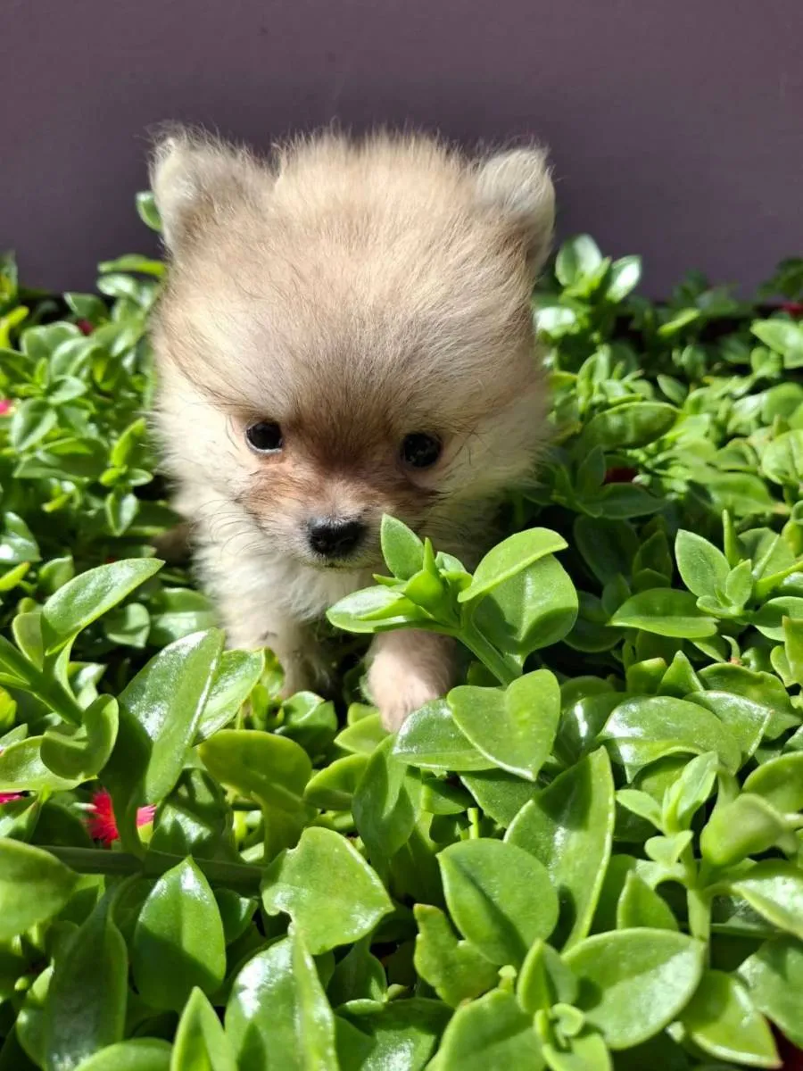 Nemački špic na prodaju, Kikinda (4)