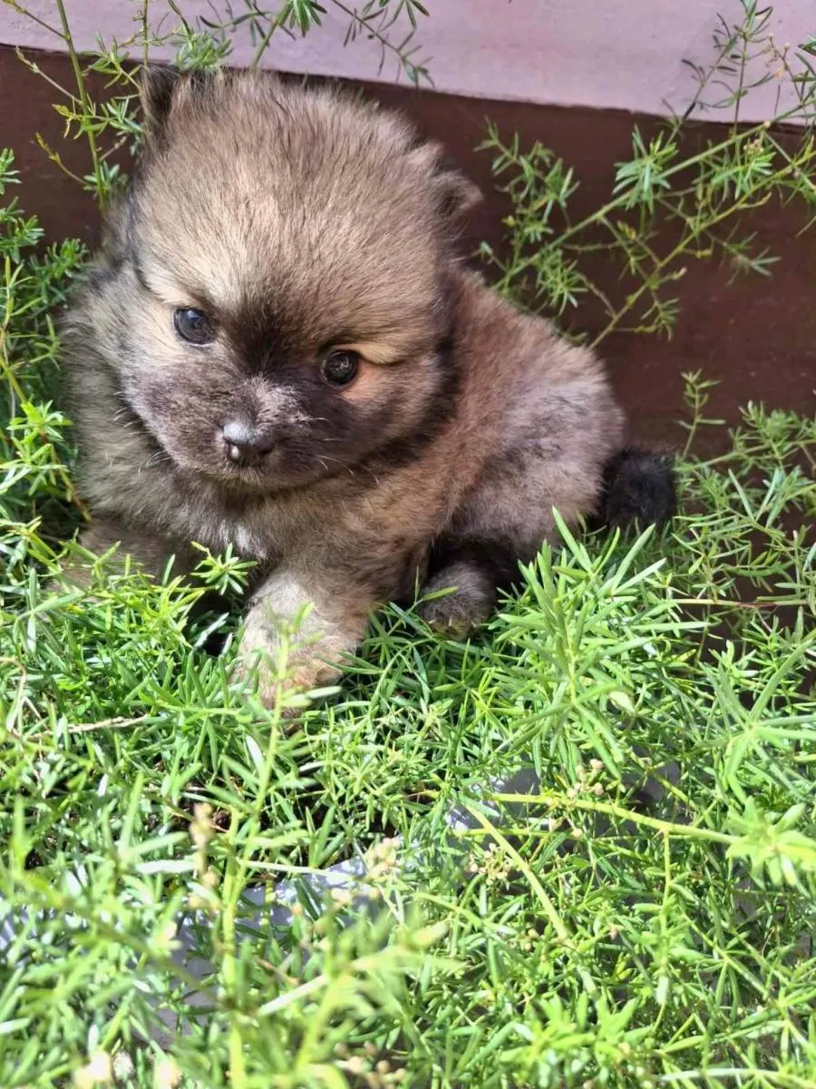 Nemački špic na prodaju, Kikinda (3)