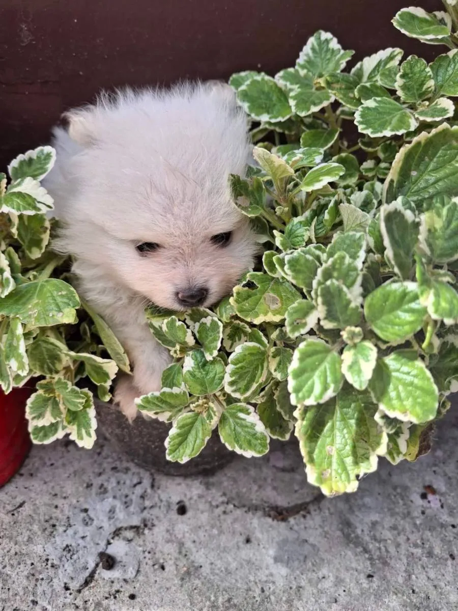 Nemački špic na prodaju, Kikinda (2)