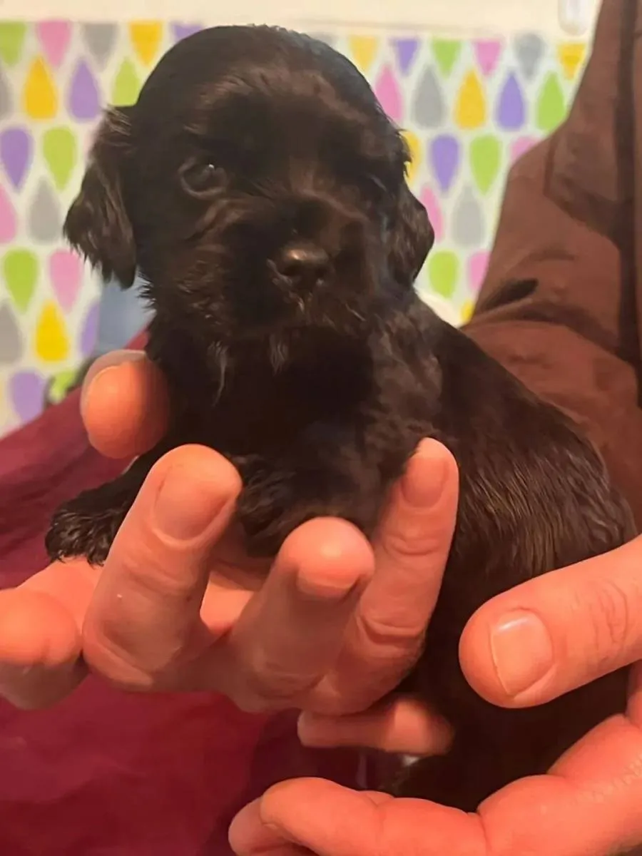 Engleski koker španijel na prodaju, Pančevo (6)