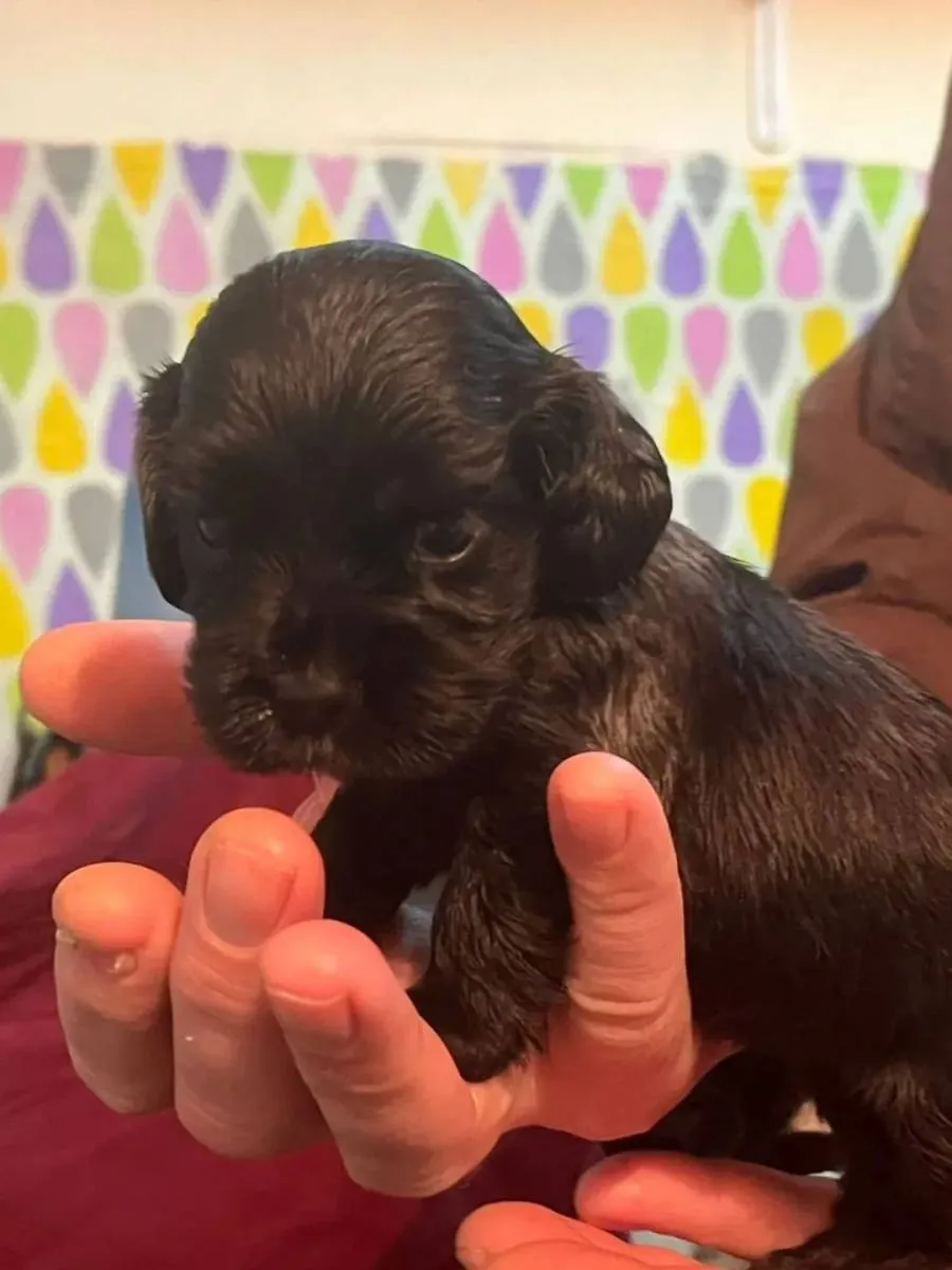 Engleski koker španijel na prodaju, Pančevo (5)