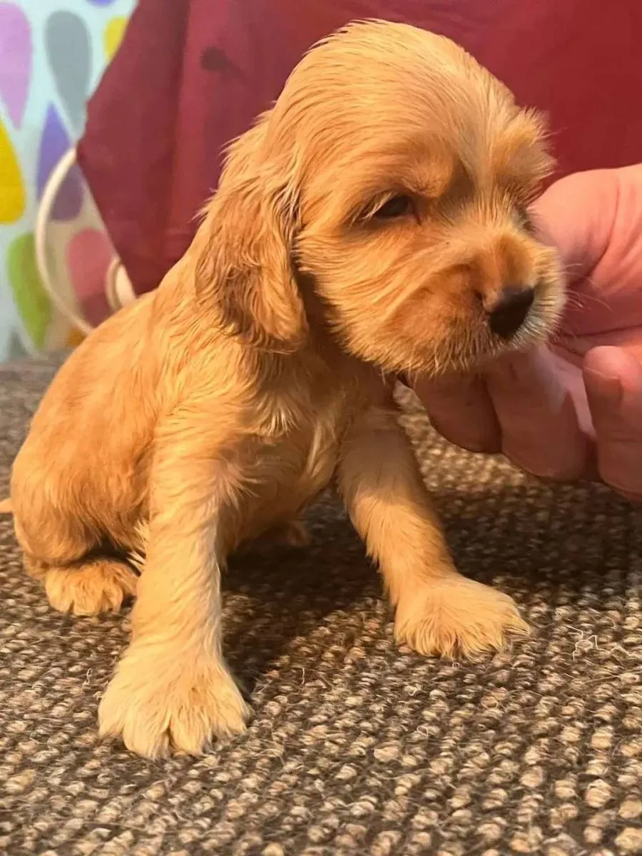 Engleski koker španijel na prodaju, Pančevo