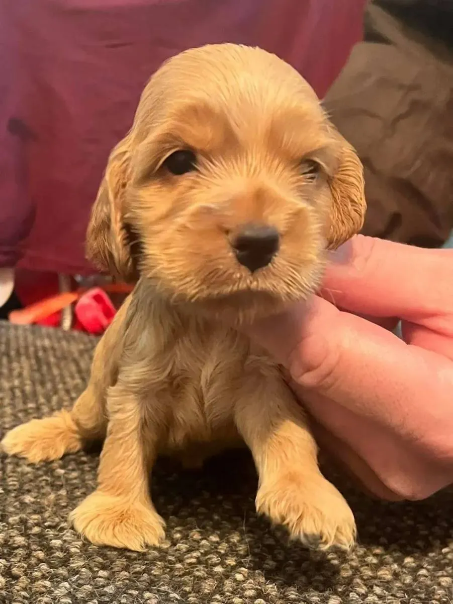 Engleski koker španijel na prodaju, Pančevo (2)