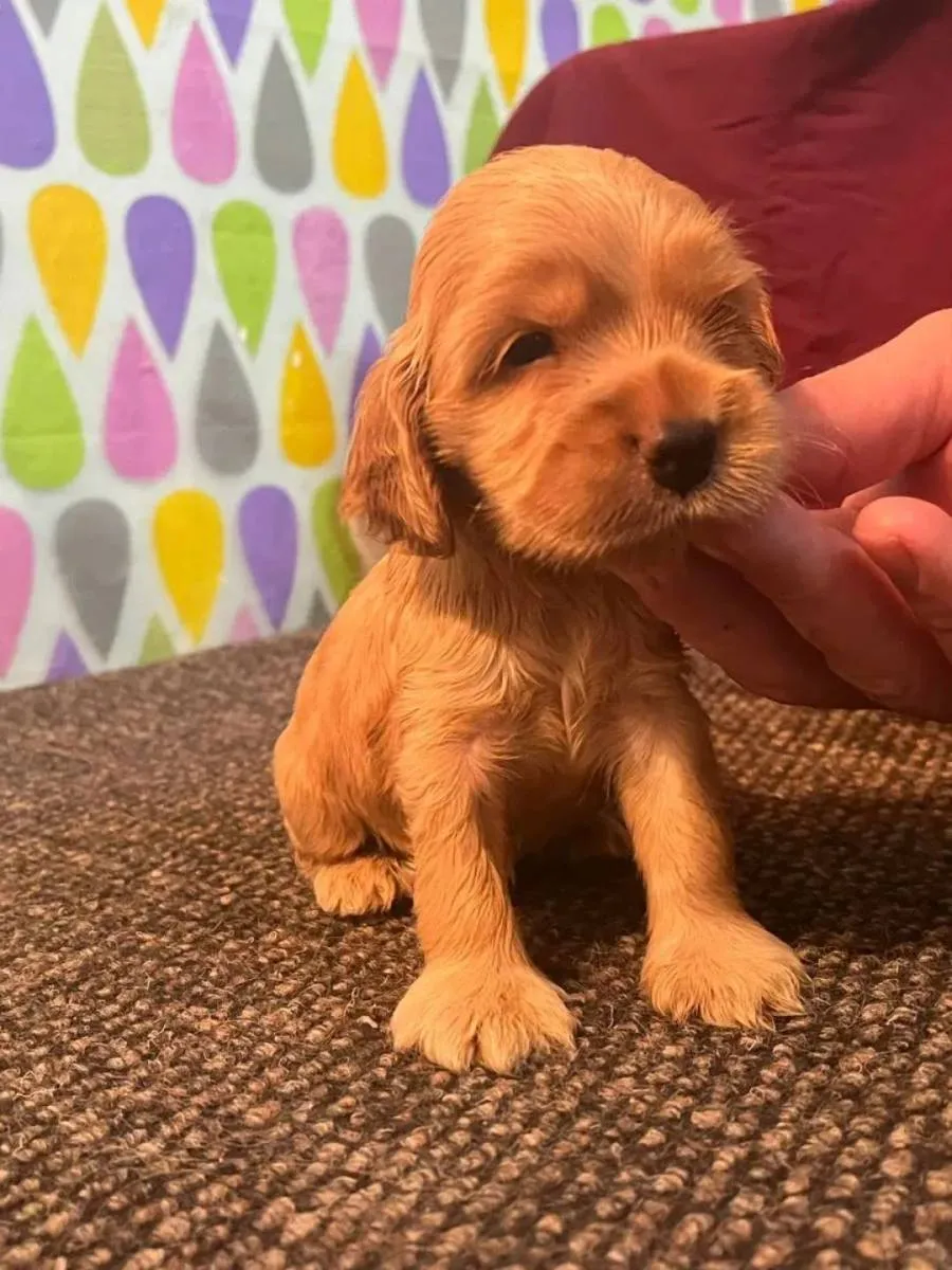 Engleski koker španijel na prodaju, Pančevo (3)