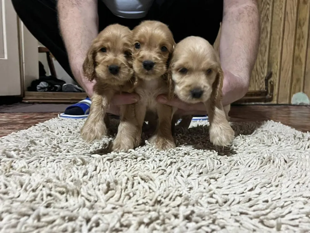 Engleski koker španijel na prodaju, Pančevo (4)