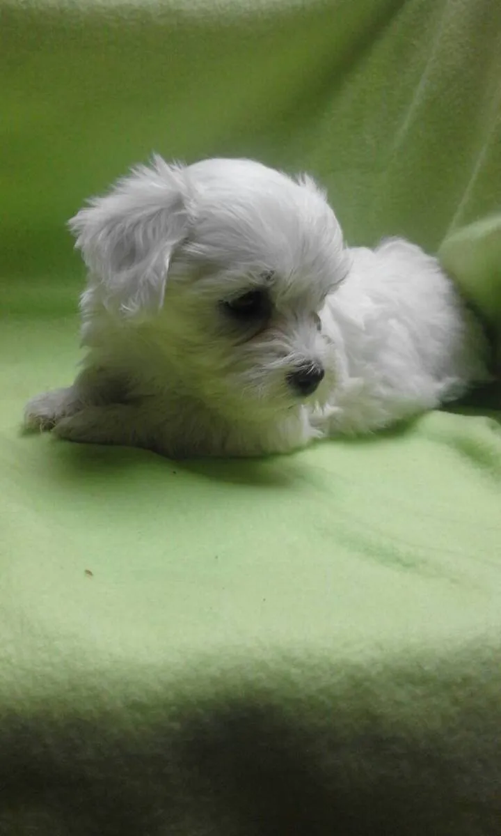 Malteški pas na prodaju, Kikinda (4)