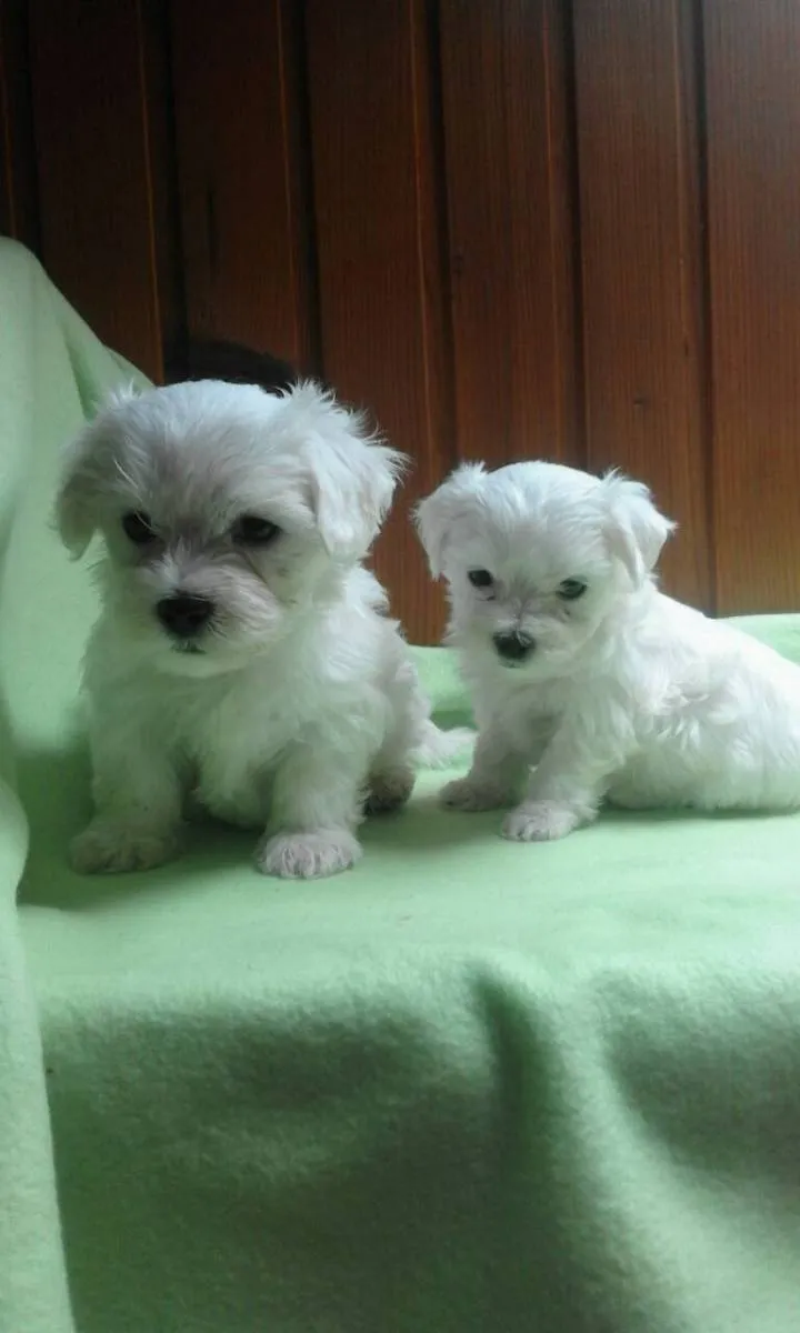 Malteški pas na prodaju, Kikinda