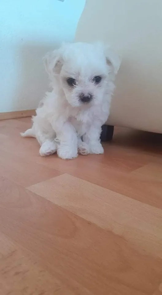 Malteški pas na prodaju, Kikinda (3)