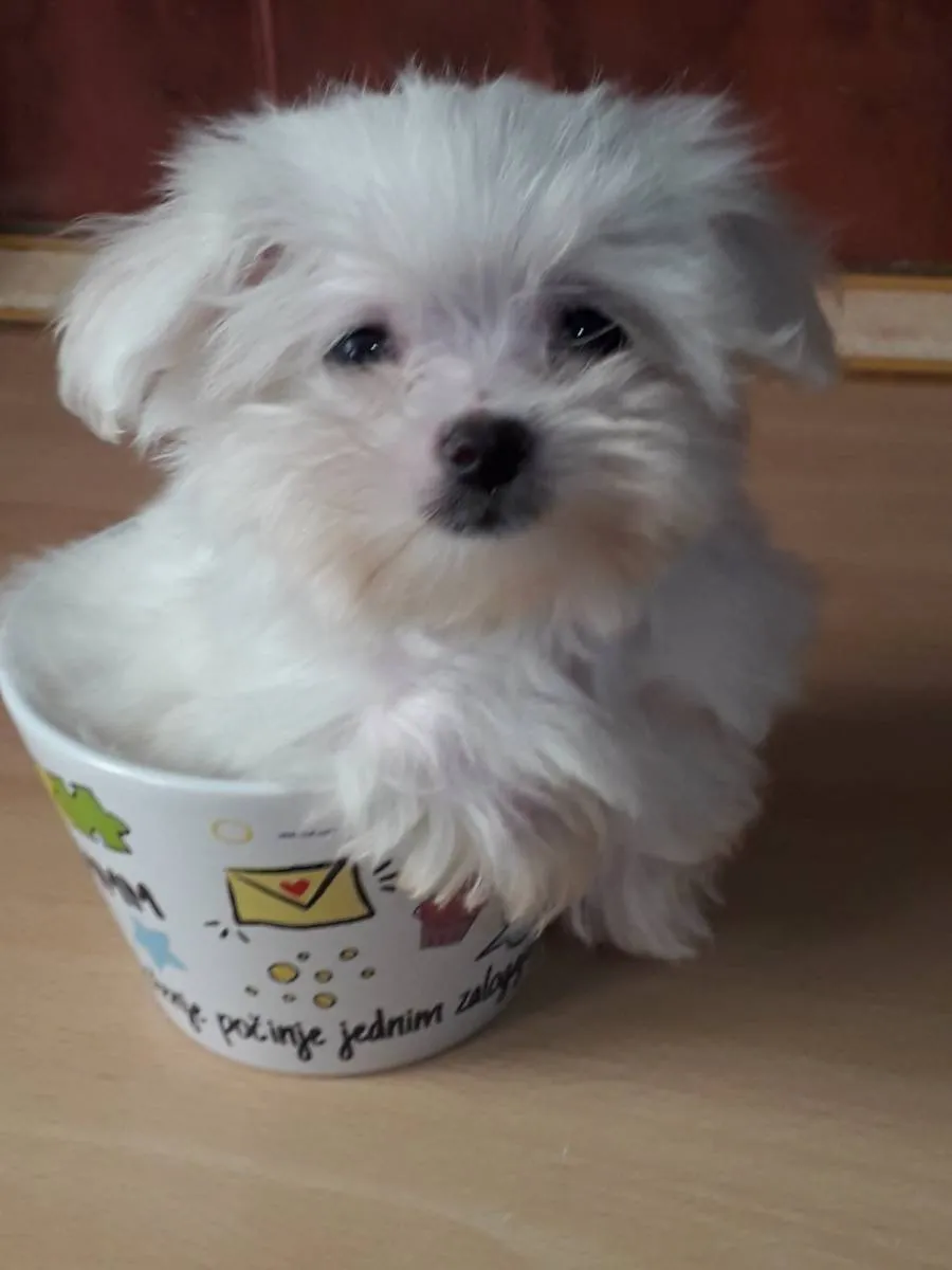 Malteški pas na prodaju, Kikinda (5)