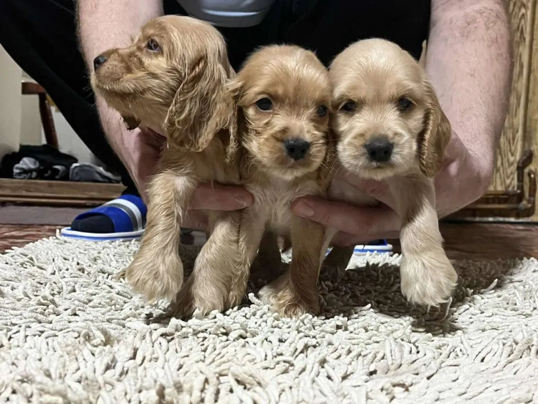 Engleski koker španijel na prodaju, Pančevo (6)