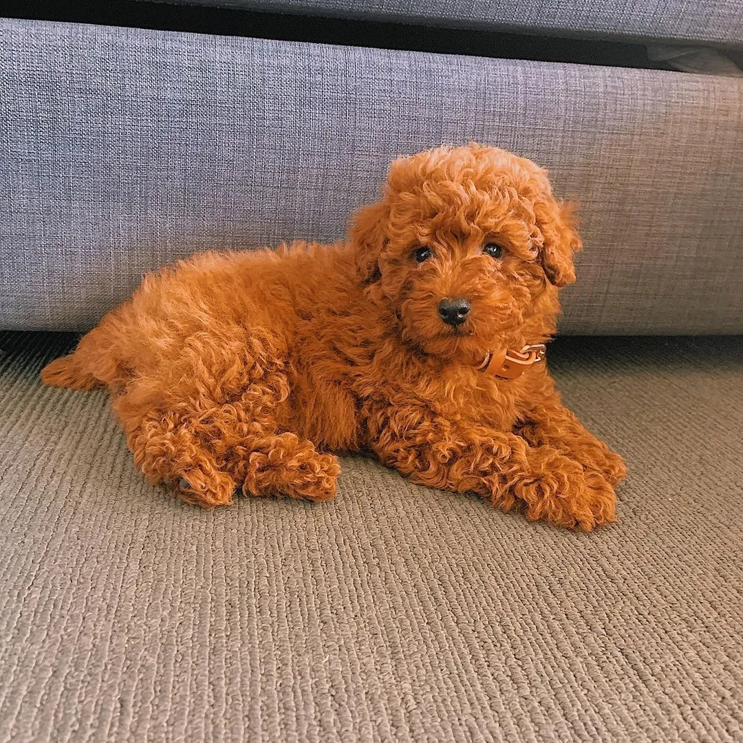 Pudla (patuljasta) na prodaju, Beograd