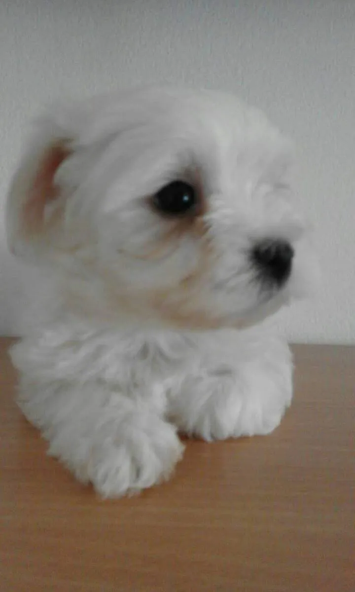 Malteški pas na prodaju, Kikinda (4)