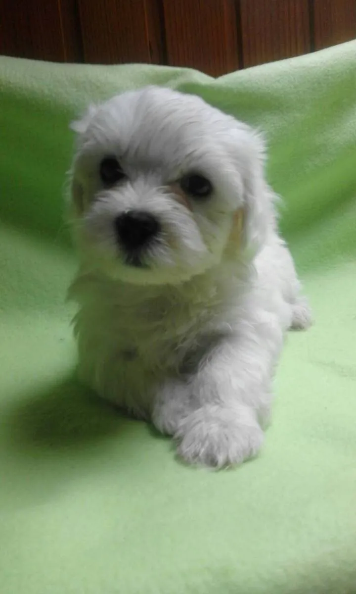 Malteški pas na prodaju, Kikinda (2)