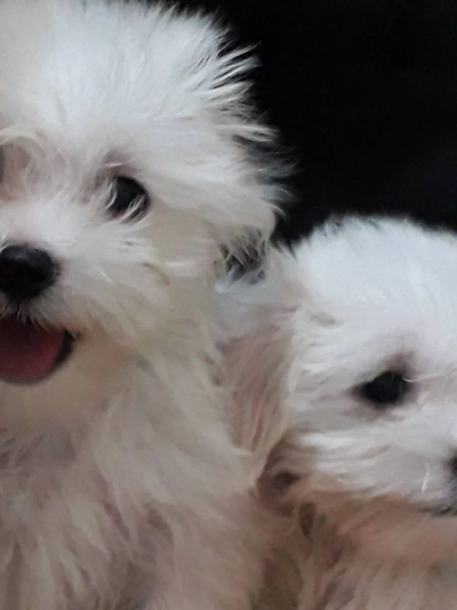 Malteški pas na prodaju, Kikinda (3)