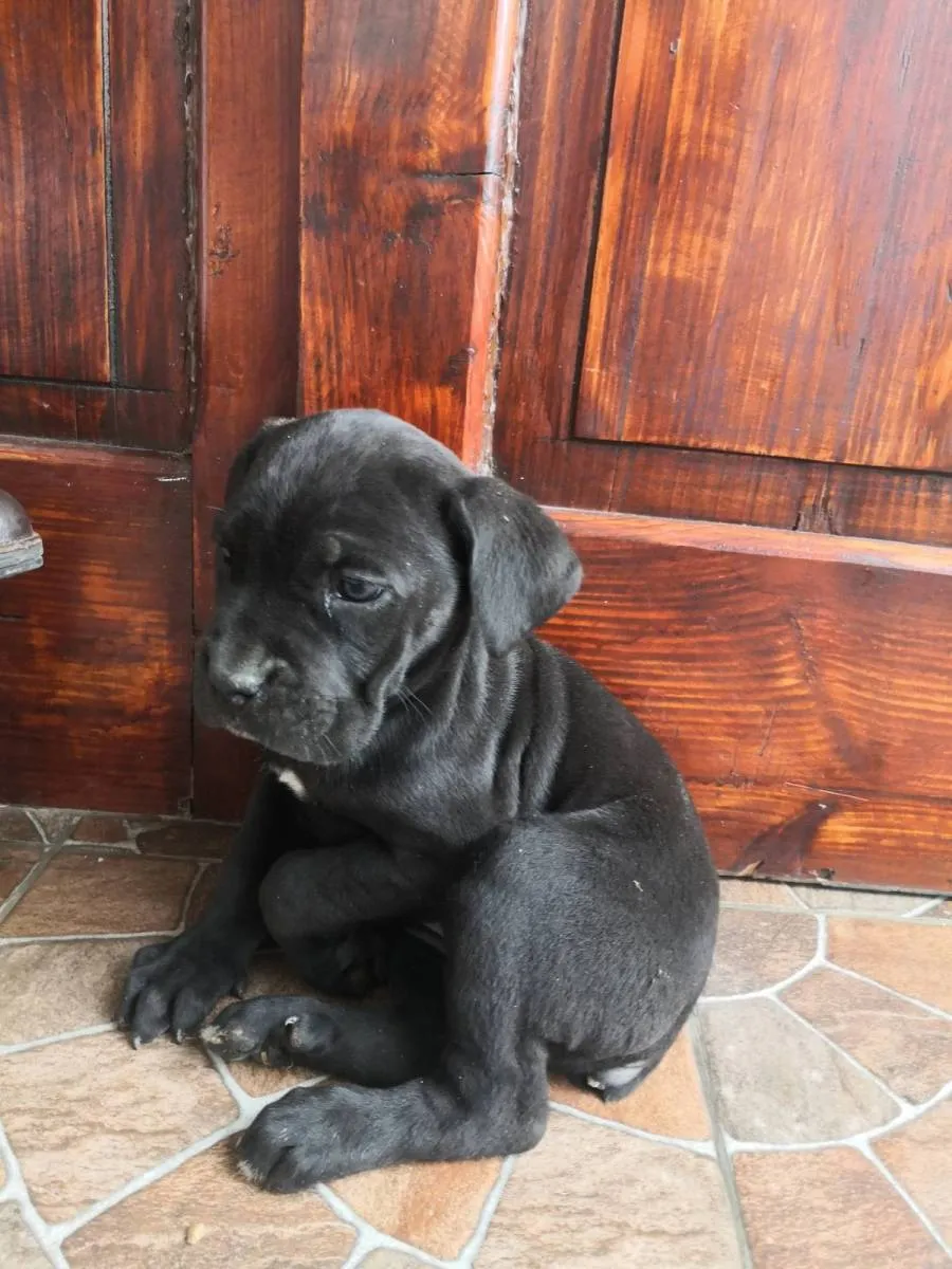 Kane korso na prodaju, Pančevo (5)