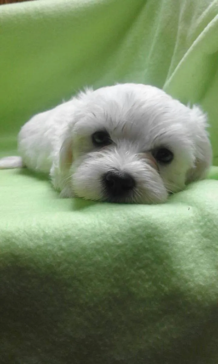 Malteški pas na prodaju, Kikinda (3)