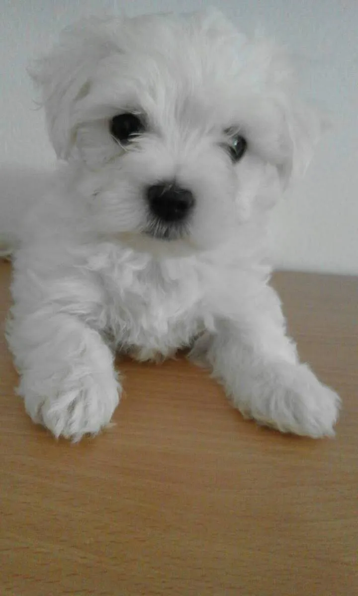 Malteški pas na prodaju, Kikinda (4)