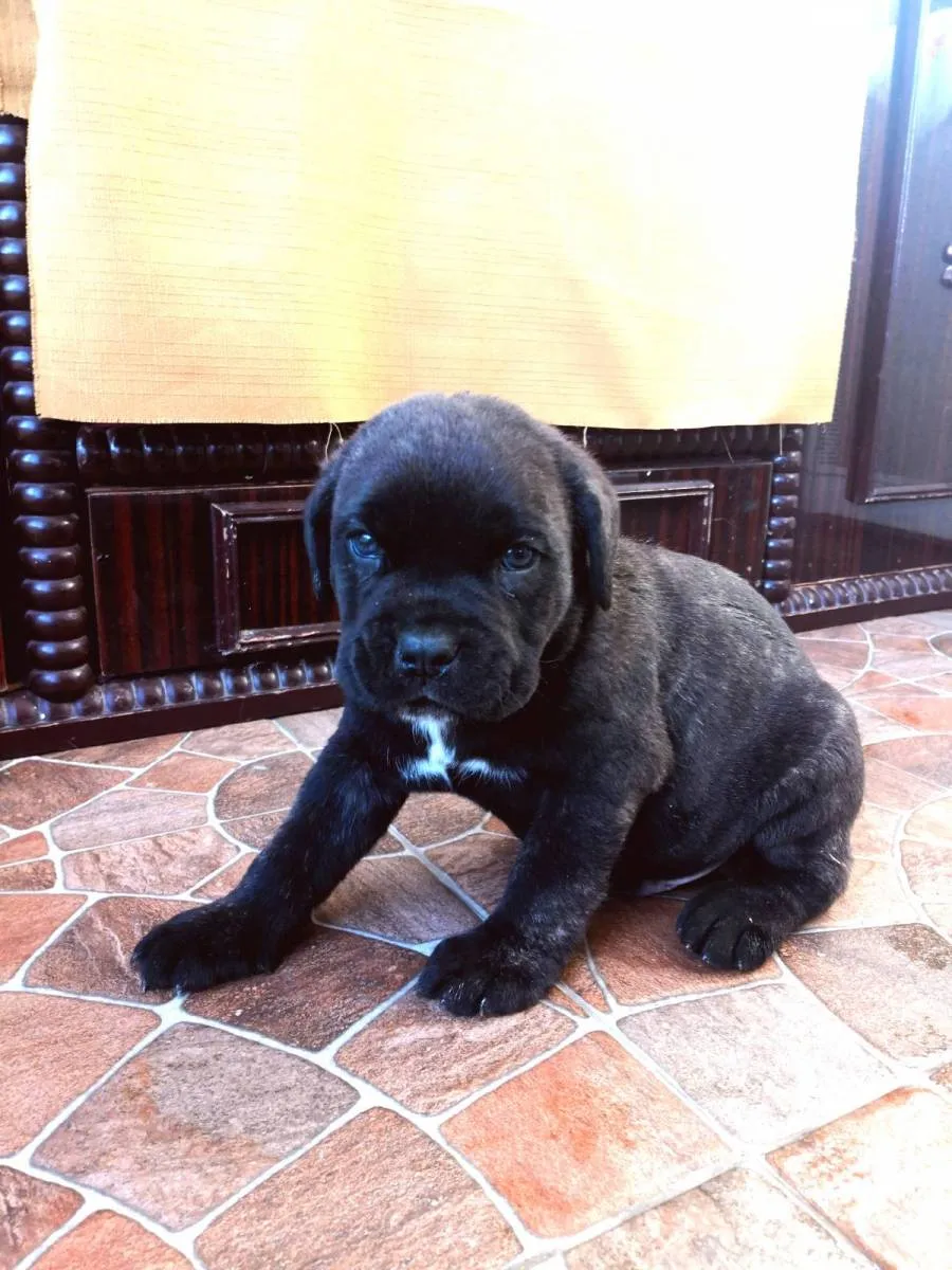 Kane korso na prodaju, Pančevo