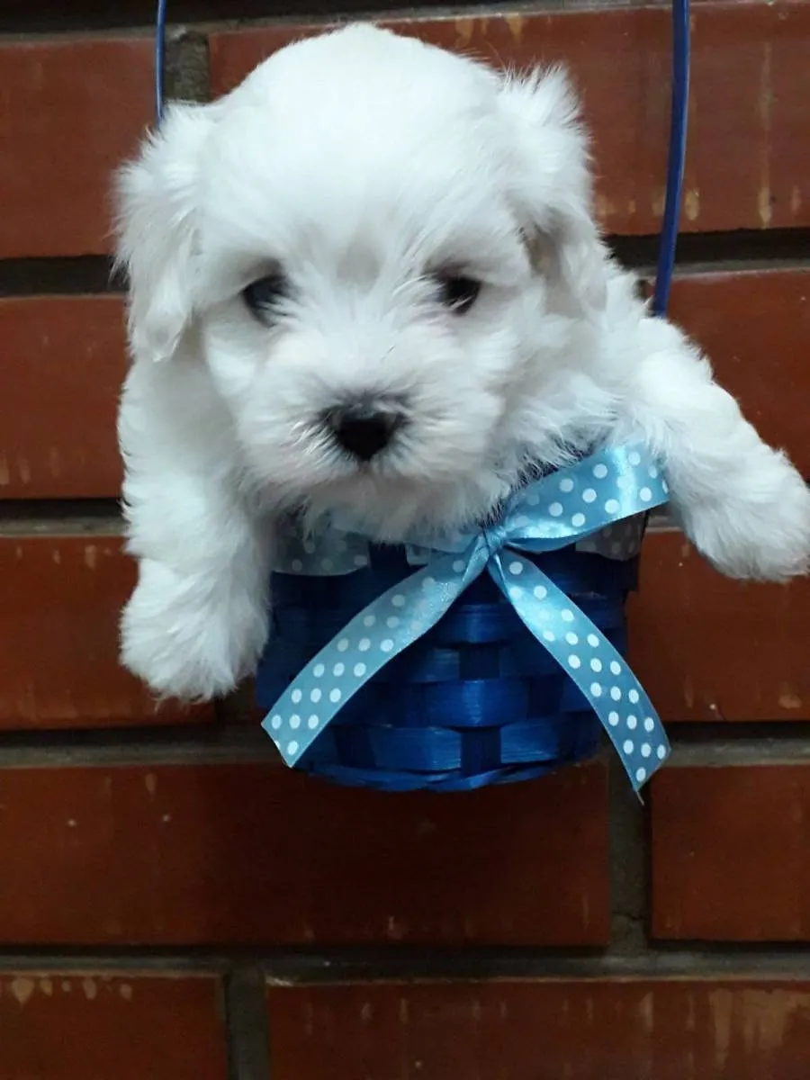 Malteški pas na prodaju, Kikinda (4)