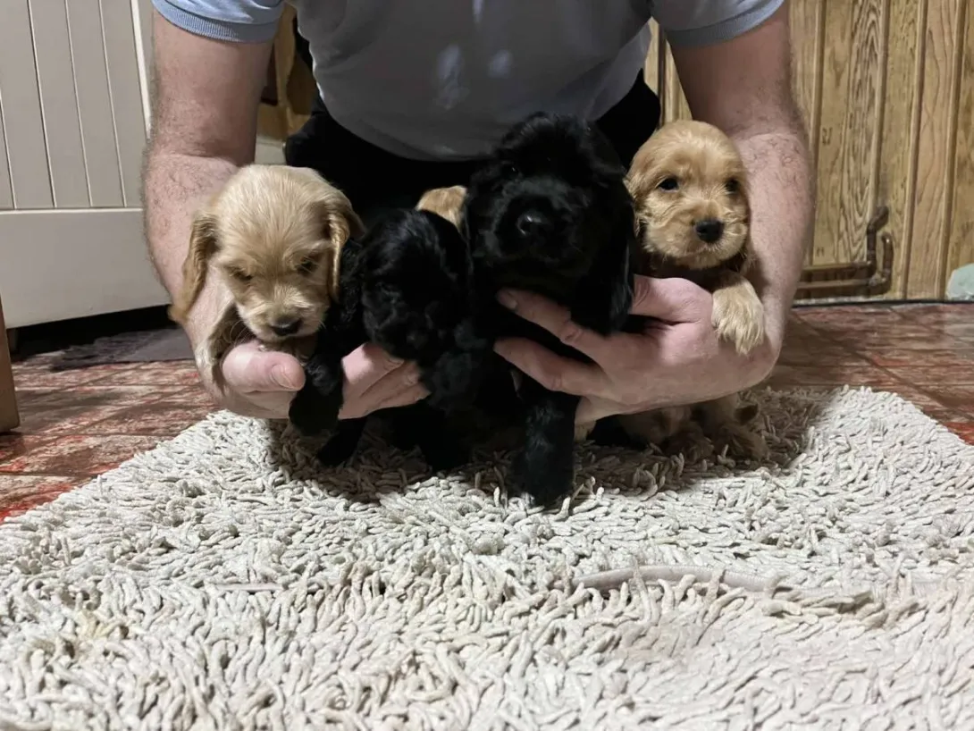 Engleski koker španijel na prodaju, Pančevo (5)