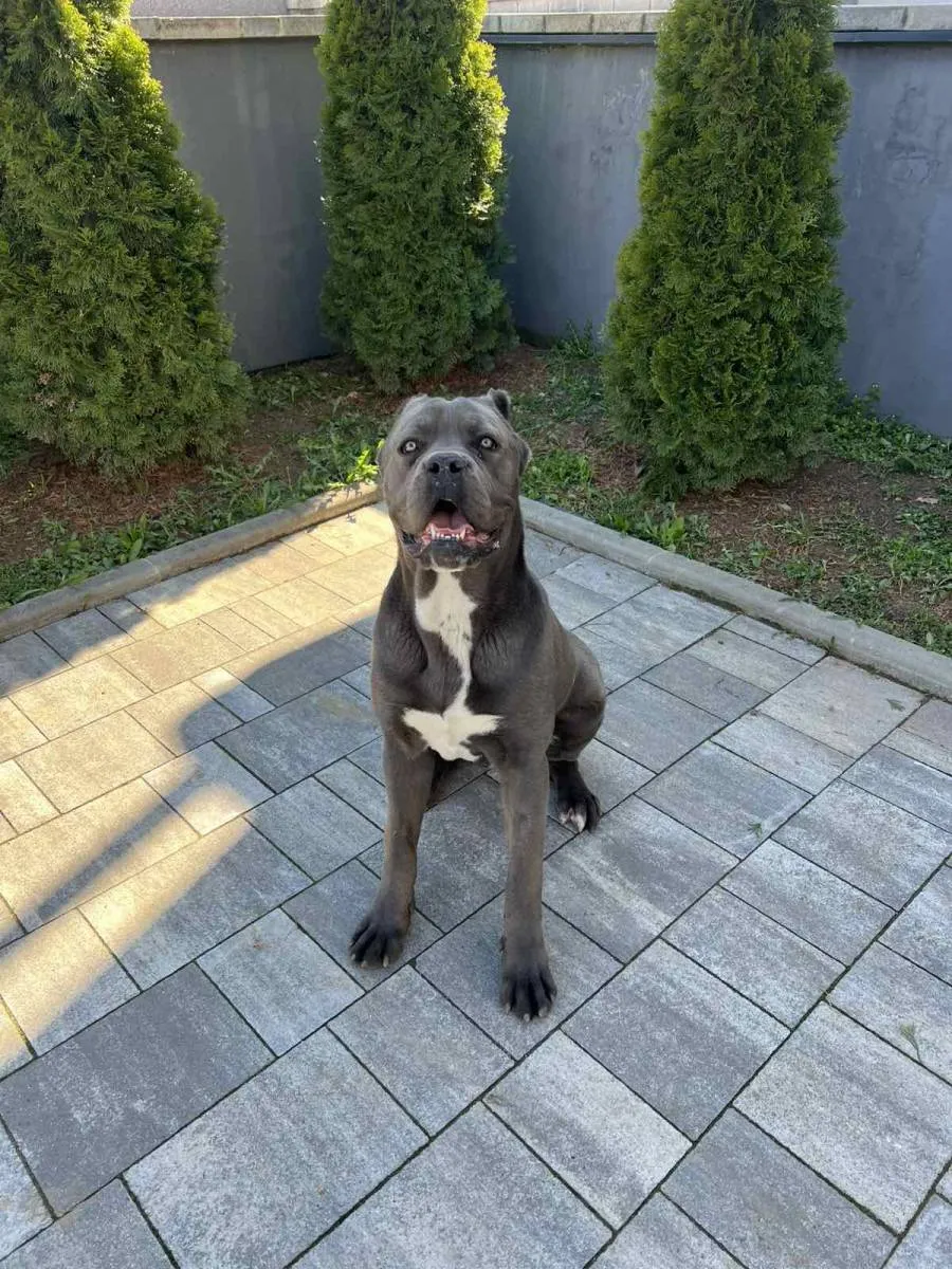 Kane korso na prodaju, Pančevo