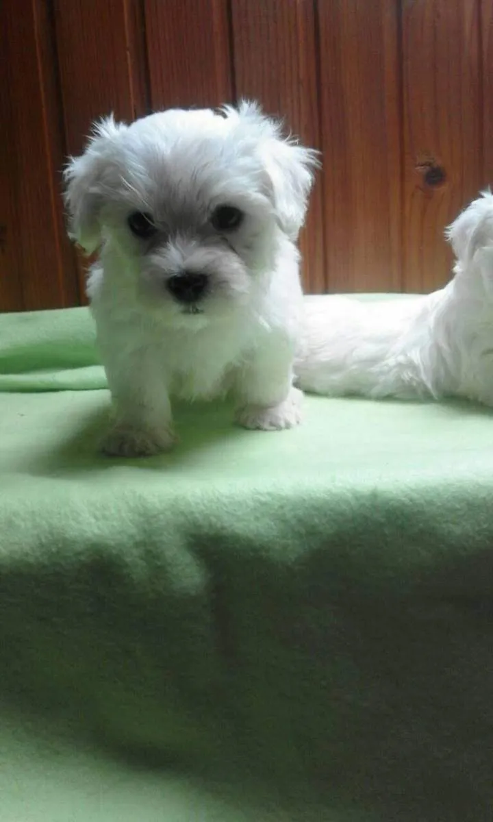 Malteški pas na prodaju, Kikinda (5)