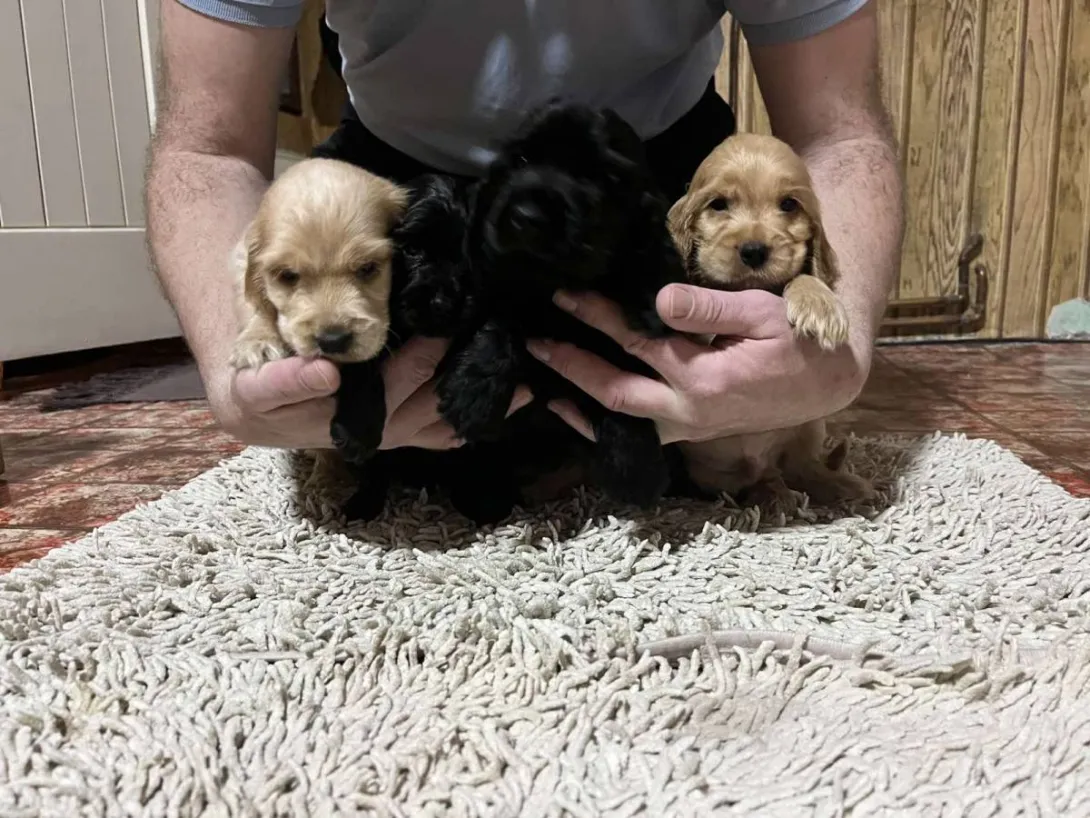 Engleski koker španijel na prodaju, Pančevo (3)