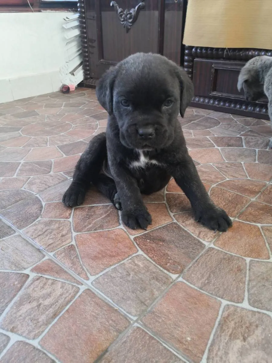 Kane korso na prodaju, Pančevo (2)