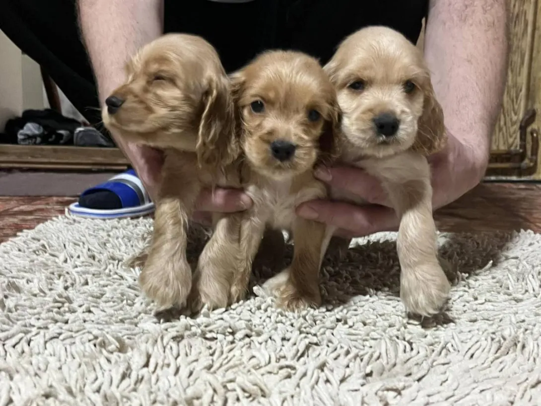 Engleski koker španijel na prodaju, Pančevo (2)