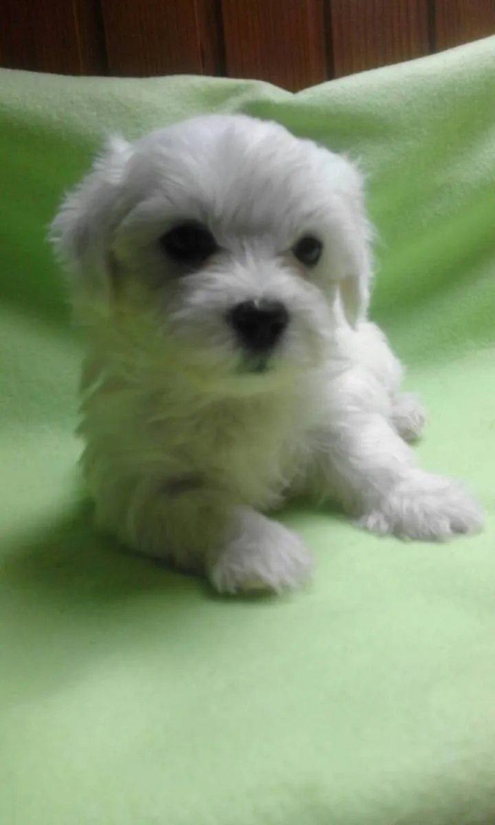 Malteški pas na prodaju, Kikinda (6)