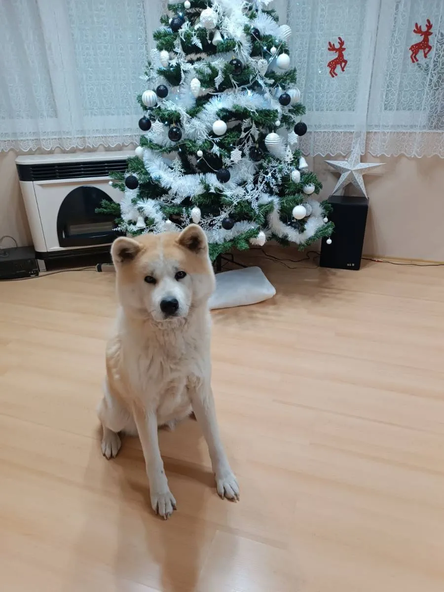 Akita na prodaju, Vrbas