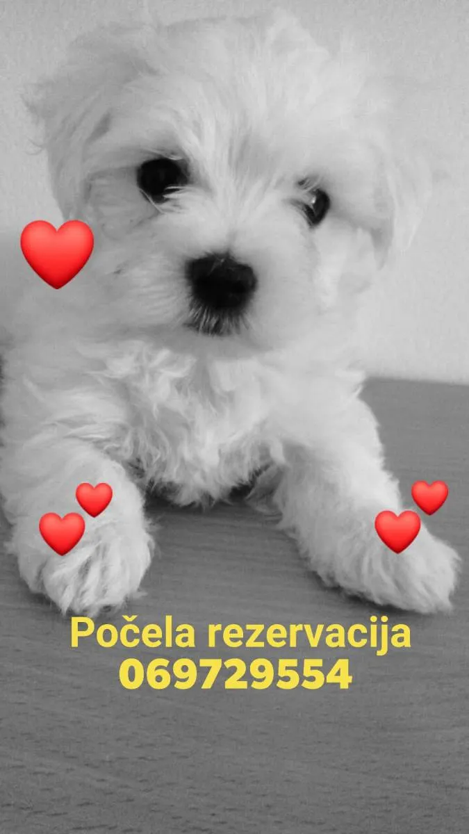 Malteški pas na prodaju, Kikinda (2)