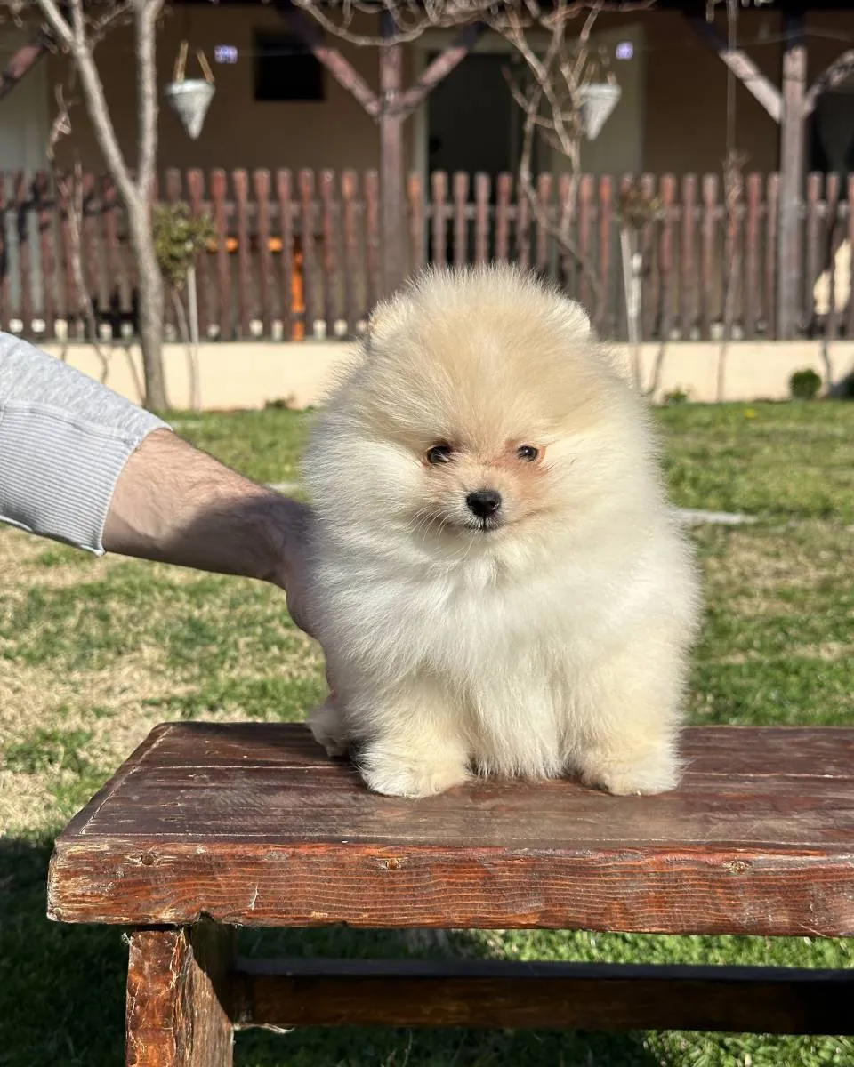 Nemački špic na prodaju, Novi Sad