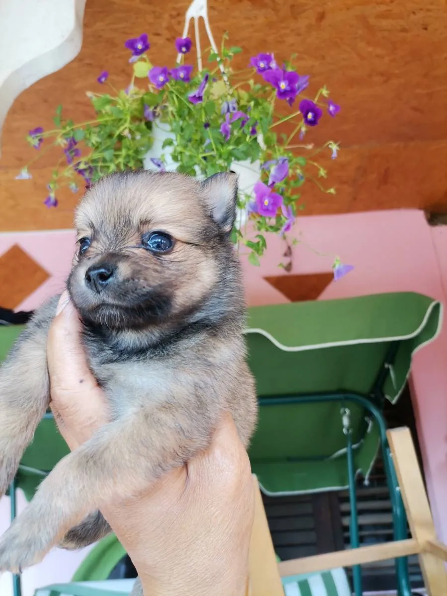 Nemački špic na prodaju, Novi Sad (3)