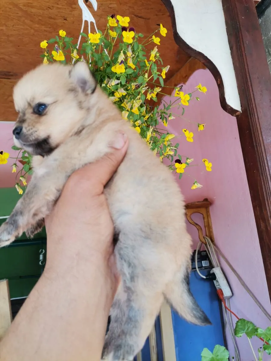 Nemački špic na prodaju, Novi Sad (4)