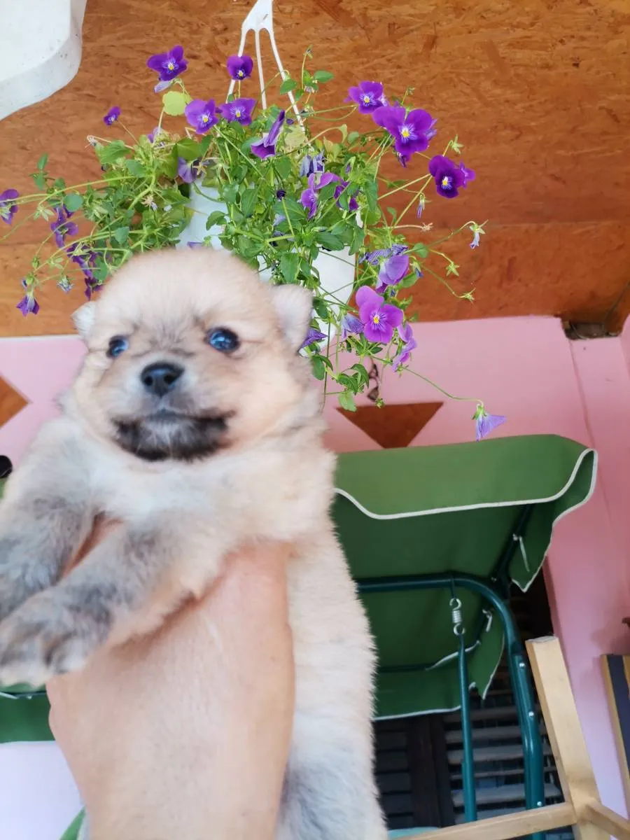 Nemački špic na prodaju, Novi Sad (2)