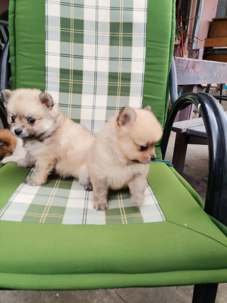 Nemački špic na prodaju, Novi Sad (5)