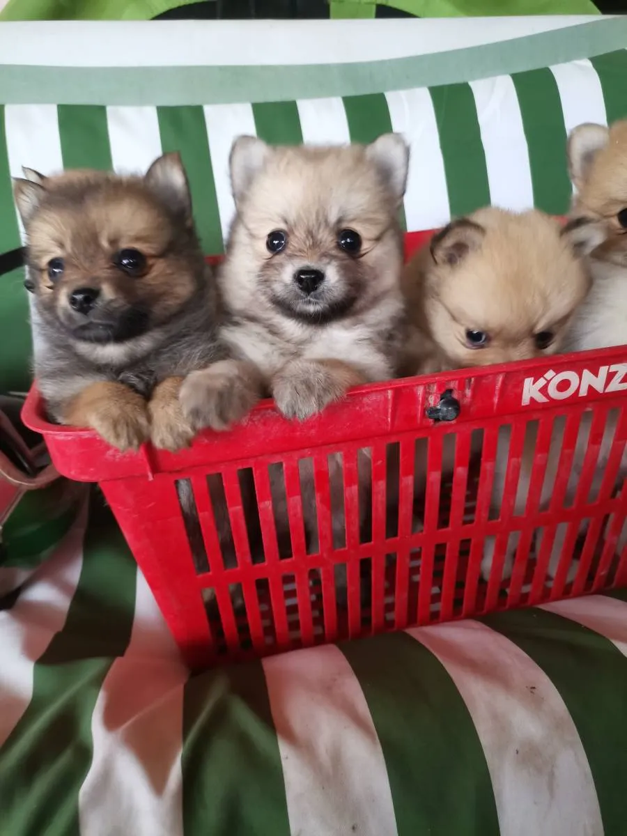 Nemački špic na prodaju, Novi Sad (4)