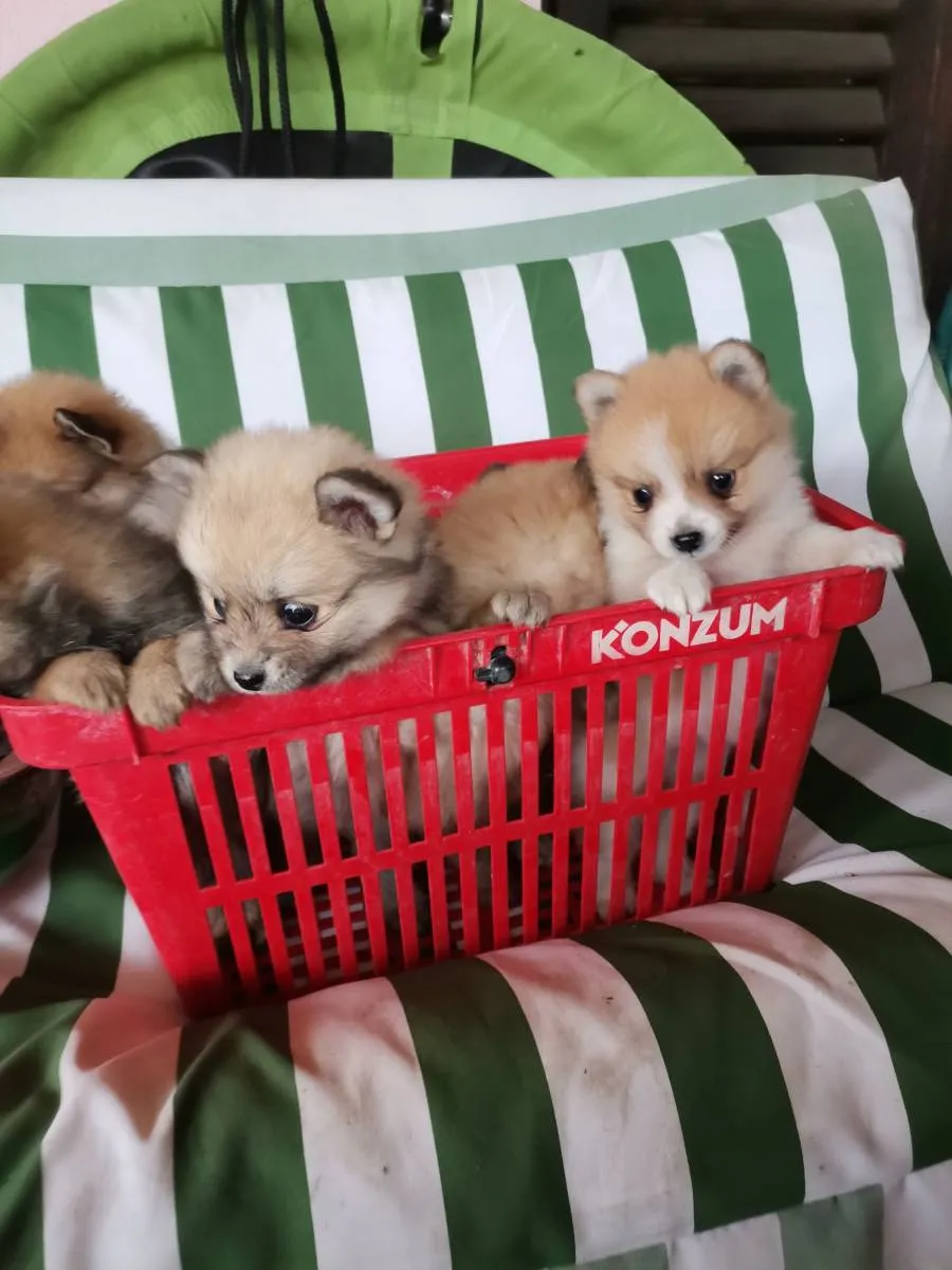 Nemački špic na prodaju, Novi Sad (3)