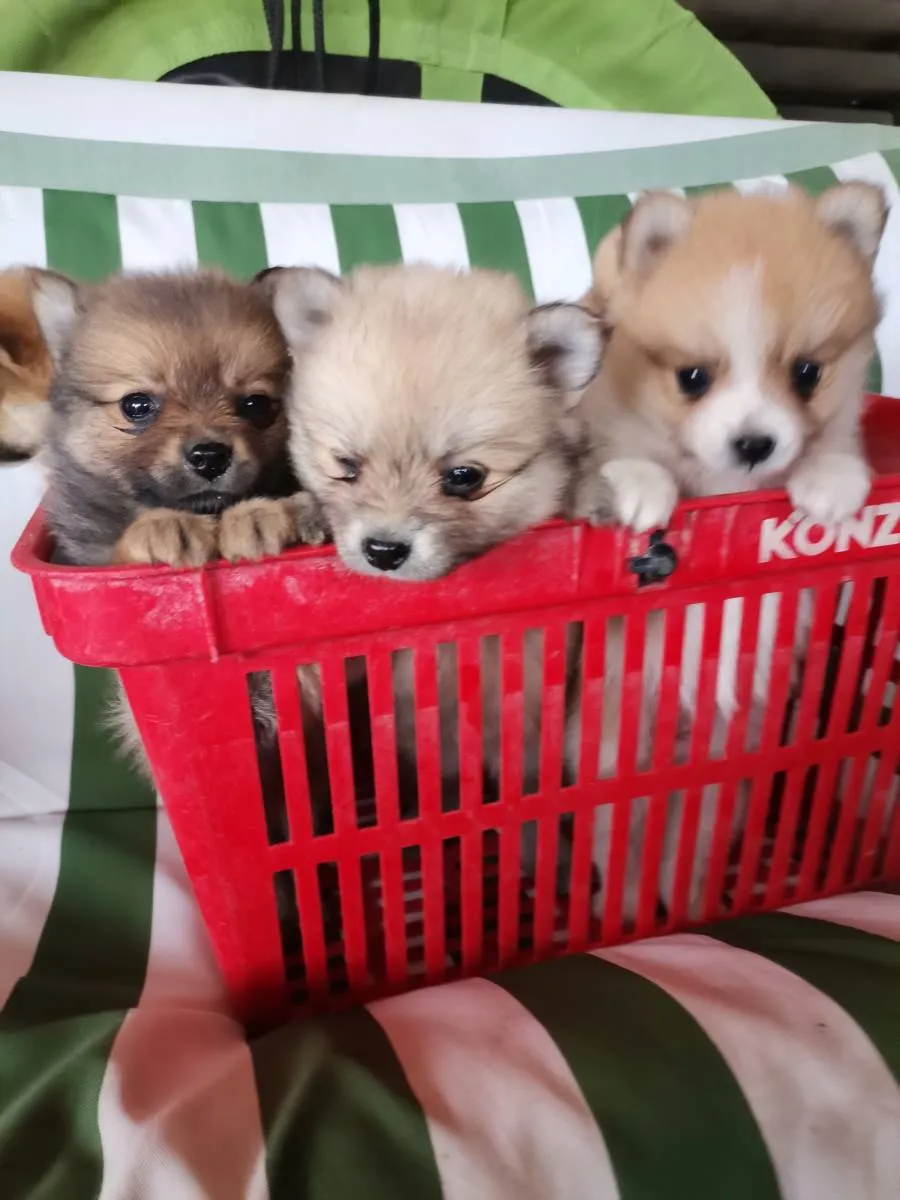 Nemački špic na prodaju, Novi Sad